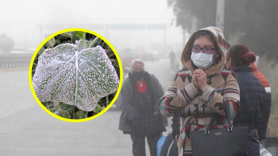 Estados afectados con heladas