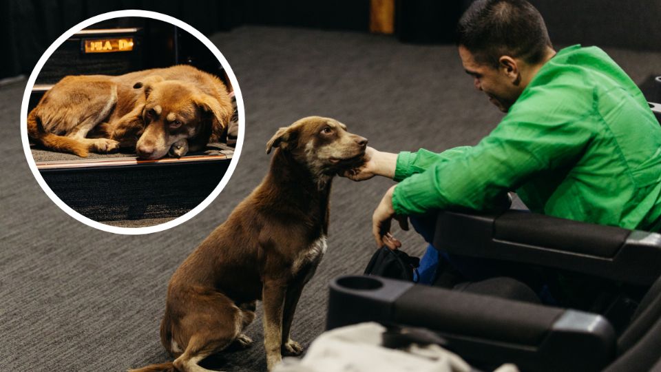 El perrito resultó ser muy cinéfilo, durante el festival estuvo al pendiente de las películas y conferencias