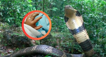 Descubren la cobra real más grande y peligrosa del mundo; mide más de 3 metros