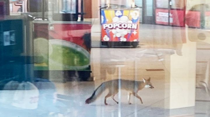 Captan a zorro en el estadio de beisbol Uni-Trade, casa de los Tecos de los Dos Laredos | VIDEO