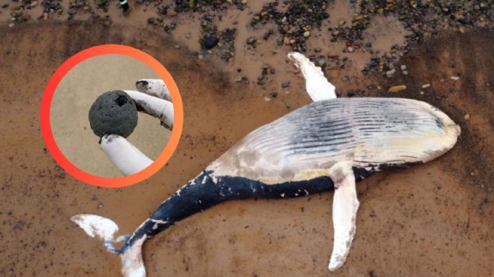 Bolas negras de Australia: ¿podrían alcanzar las costas de México?