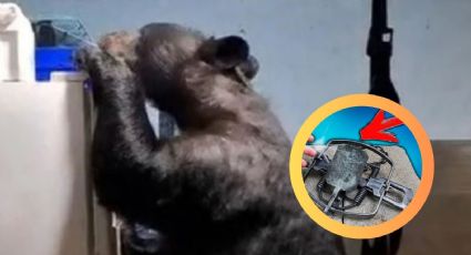 Enorme oso entra a cochera y va directo al refrigerador; ni las trampas lo detuvieron | VIDEO