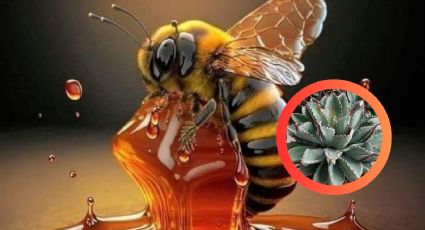 Miel de abeja o de agave: ¿cuál es la mejor opción para tu salud?