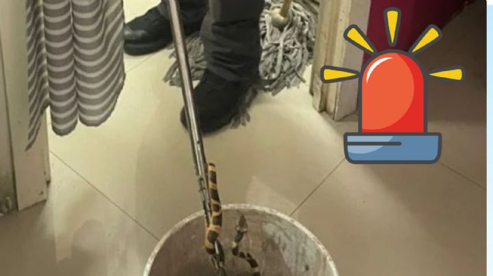 Serpiente causa terror en reconocido restaurante de Nuevo León; esto fue lo que pasó