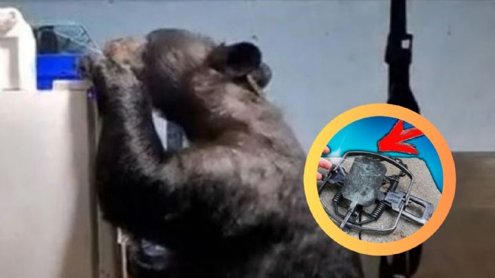 Enorme oso entra a cochera y va directo al refrigerador; ni las trampas lo detuvieron | VIDEO
