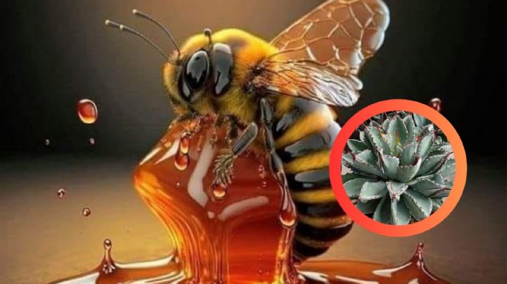 Miel de abeja o de agave: ¿cuál es la mejor opción para tu salud?