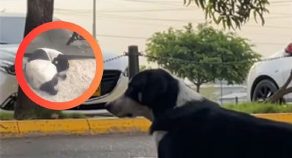 Perrito rompe en llanto al reencontrarse con su dueño 3 años después | VIDEO