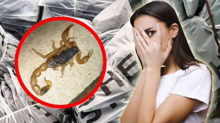 '¡Fue aterrador!': estudiante pide unas botas en Shein; le llegan con un escorpión | VIDEO
