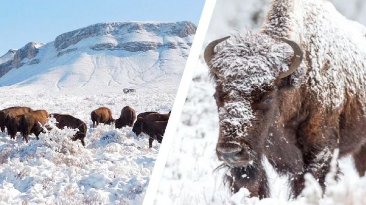 Disfruta de bisontes gigantes en medio de paisajes nevados sin salir de México