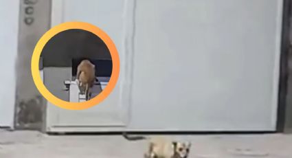 Perrito trasnochador vuelve tarde a su casa y se las tuvo que ingeniar para entrar | VIDEO