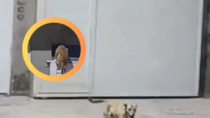 Perrito trasnochador vuelve tarde a su casa y se las tuvo que ingeniar para entrar | VIDEO
