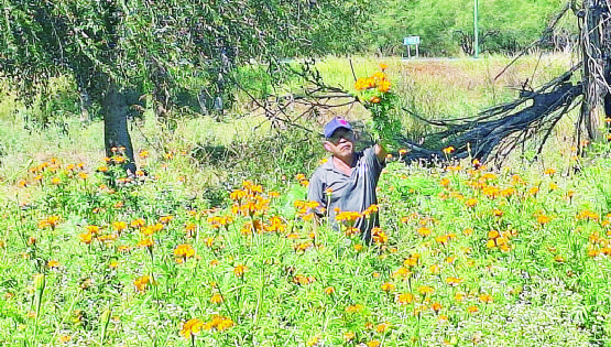 Cempasúchil, la flor camino de muertos en Nuevo Laredo