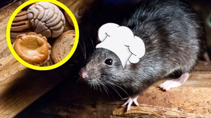 Postre de... ¿rata?; captan a enorme roedor en reconocida pastelería en México
