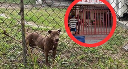 Ataca pitbull a estudiantes de secundaria y muerde a 3; uno está hospitalizado