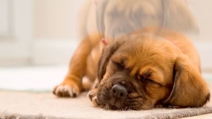 ¿Las mascotas tienen alma?; esto dicen las religiones y la filosofía