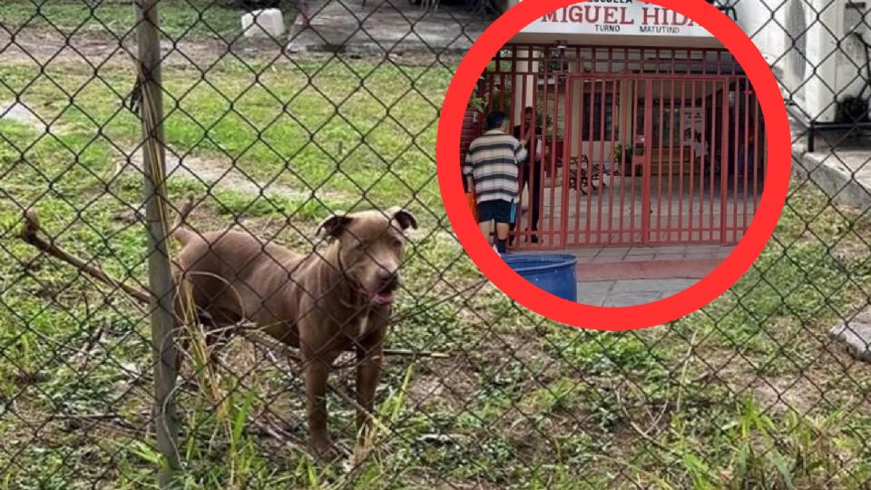 El perro mordió a tres estudiantes de secundaria.