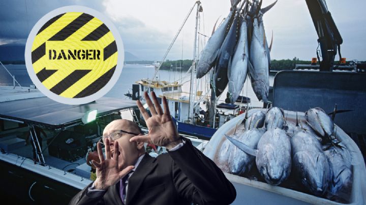 ¿Te gusta el atún?; esto dicen los expertos sobre los riesgos de su consumo