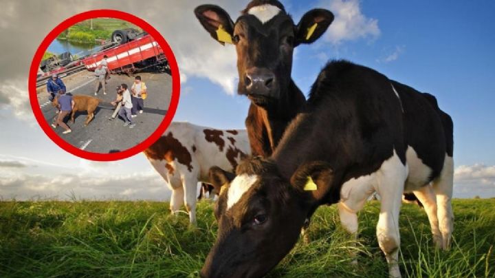 Indignante: camión con ganado se vuelca en carretera; vecinos se organizan para cazar a los animales