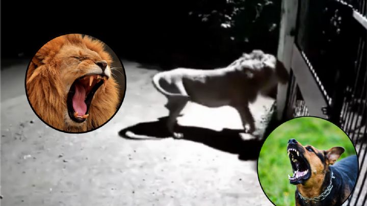 Perros enfrentan a leones para defender su casa I VIDEO