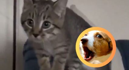 Gatito criado por perros sorprende al mundo... ladrando en lugar de maullar | VIDEO