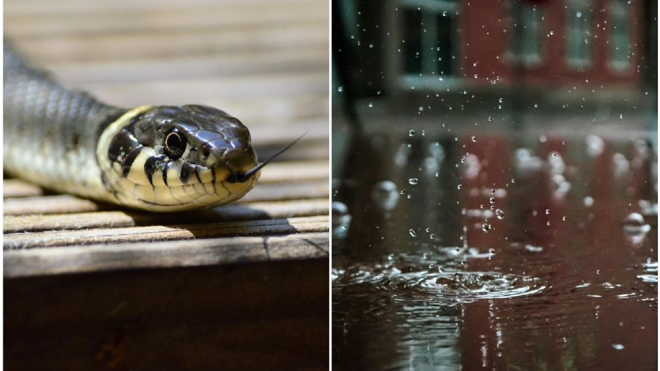 Serpientes: ¿se esconden en casa durante temporada de lluvias?