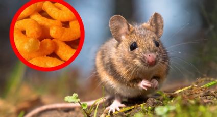 Científicos descubren que el colorante de cheetos vuelve transparentes a los ratones