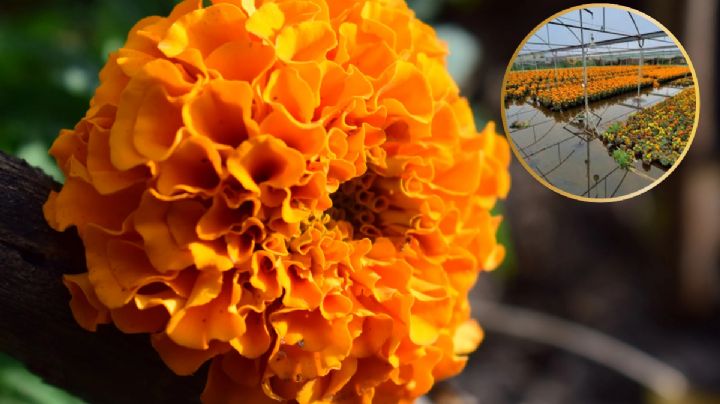 Lluvias pegan en el costo de la flor de cempasúchil; ¿cuánto costará?