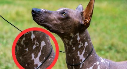 Día de Muertos: este es el significado de las manchas en los xoloitzcuintles