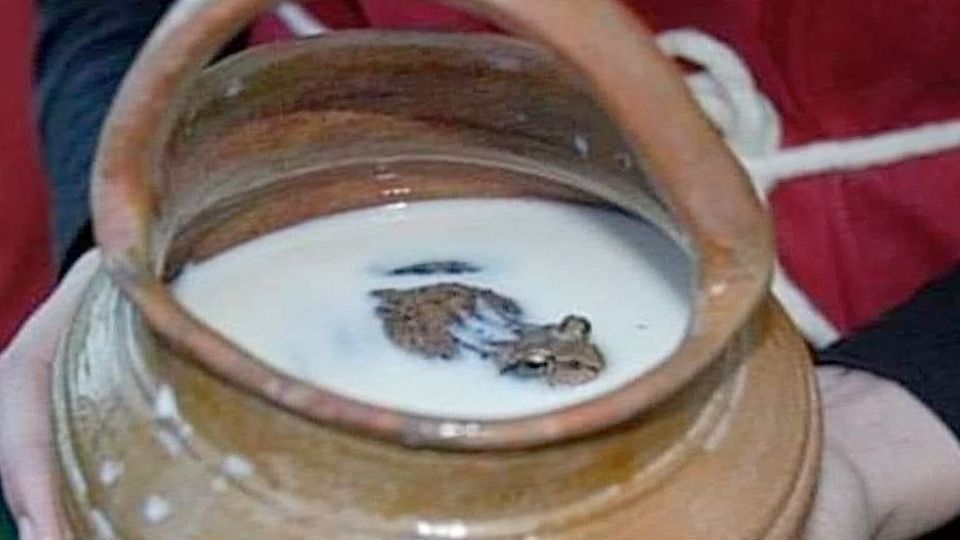 Ranas en la leche, la vuelta de una antigua tradición.