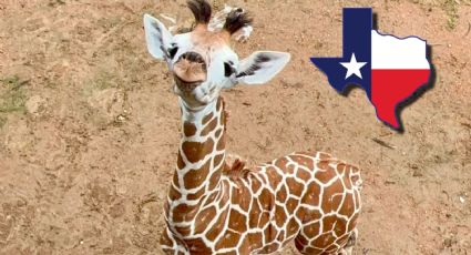 Uno de los mejores zoológicos de Estados Unidos está en Texas; te decimos dónde está