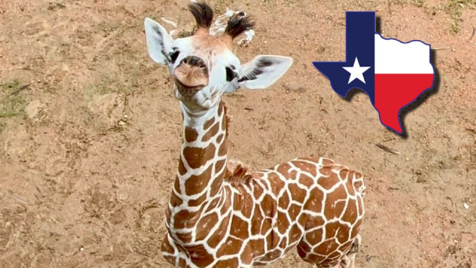 Este zoológico de Texas es uno de los mejores de todo EU, ¿dónde está?