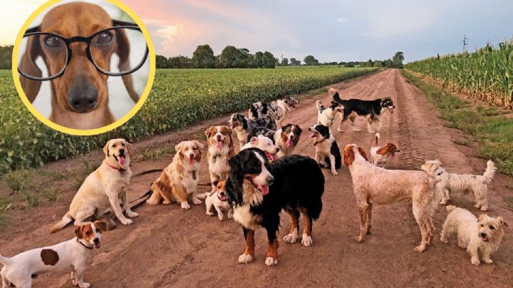 Estudio revela cuál es la raza de perros más inteligente: su ladrido es de los más molestos