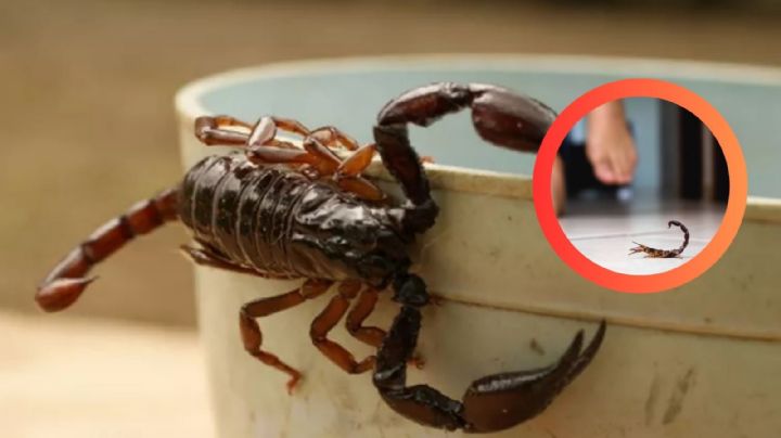 Los animales ponzoñosos buscan refugio en tu hogar todo el año; ¿cómo protegerte?