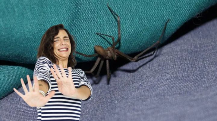 Invierno 2024: ¿las arañas violinistas pueden invadir mi casa esta temporada?