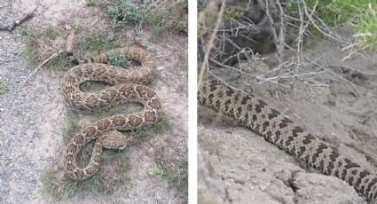 Alertan por plaga de víboras de cascabel en estas ciudades de Tamaulipas