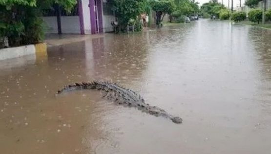 Cocodrilo gigante merodea calles de Ciudad Madero; salió huidizo y escapa de los bomberos