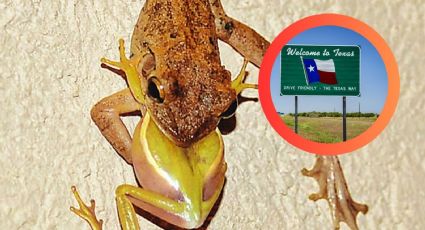 Ranas ‘canibales’ cubanas se están propagando; ¿podrían llegar a Texas?, esto sabemos