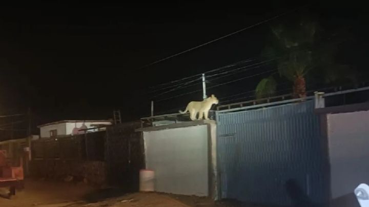 Capturan a leona suelta en Ciudad Juárez; andaba rondando por las azoteas I VIDEO