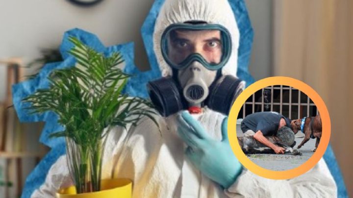 Estas plantas venenosas podrían estar en tu jardín; incluso su humo al quemarlas es tóxico