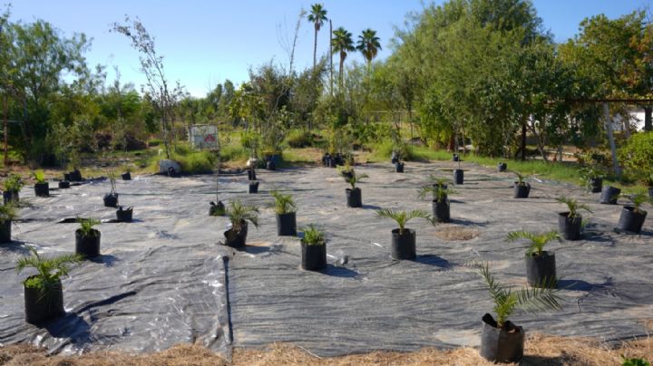 Impulsa Nuevo Laredo la reforestación urbana a través de su vivero municipal