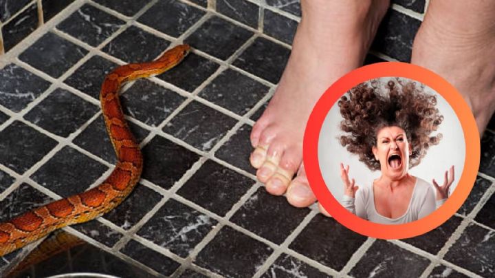 Ni matarlas ni llamar al profesional: esto es lo que debes hacer si ves una serpiente en tu casa
