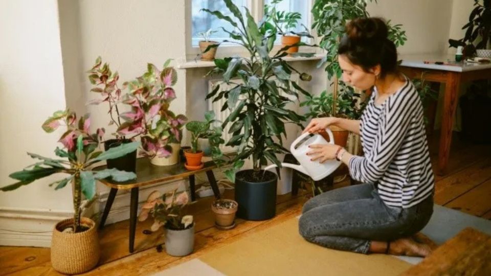 Este tipo de plantas también pueden ser un buen regalo navideño