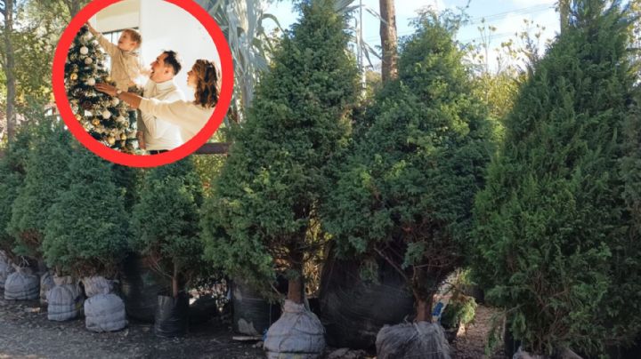 ¿Cuánto cuesta un pino natural de Navidad en Nuevo Laredo?