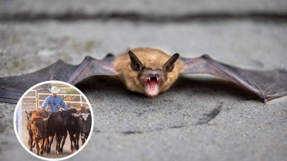 El hombre presentó síntomas de rabia y días después murió