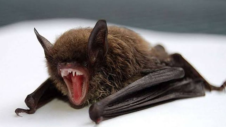 ¡Cuidado con kos murciélagos!