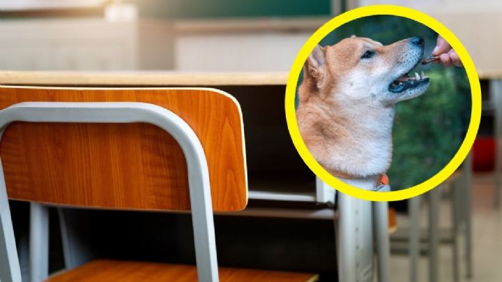 Despiden a maestra por dar comida para perro a sus alumnos; creyó que eran dulces