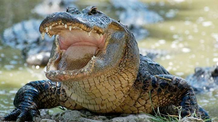 Graban el momento exacto cuando un cocodrilo ataca y ahoga a un hombre que lavaba su ropa | VIDEO