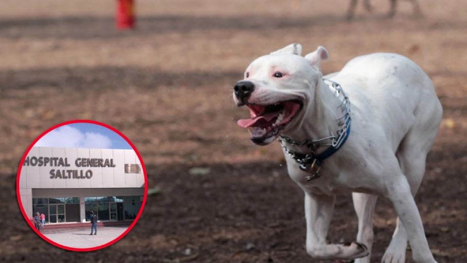 El despiadado ataque animal acabó con la pierna de su víctima, dejándola con la estructura ósea al descubierto