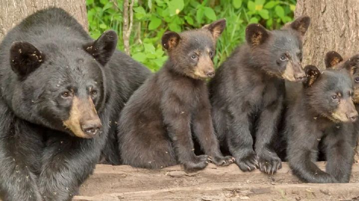 Familia de osos baja a pasear por las calles de San Pedro Garza García, Nuevo León | VIDEO