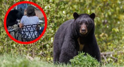 Oso ataca a mujer en San Pedro; llegó a un restaurante a 'robarse' la comida | VIDEO